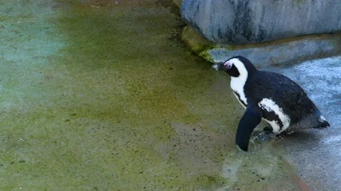 Close up of Humboldt penguin Stock Footage 135921629