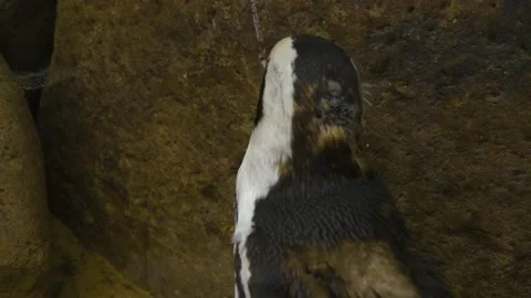 Close up of humboldt penguin Stock Footage 139358716