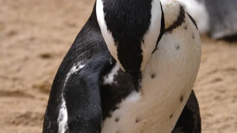 Close up of Humboldt penguin  Stock Footage 218316761