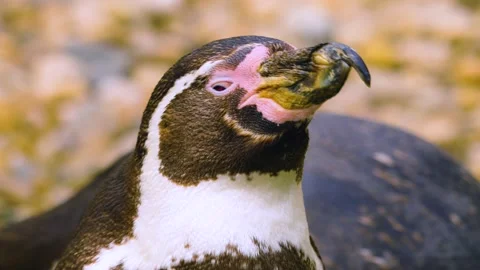 Close up of Humboldt penguin  Stock Footage 238950927
