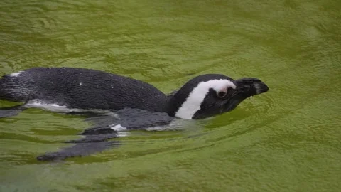 Close up of a Humboldt penguin Stock-Footage 251710015