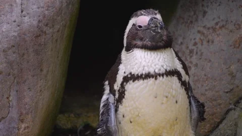 Close up of a Humboldt penguin Stock Footage 251711148