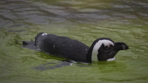 Close up of a Humboldt penguin  Stock Footage 251757724