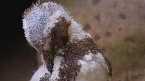 Close up of a Humboldt penguin  Stock Footage 251758469