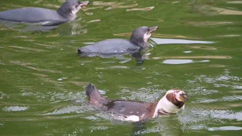 Close up of Humboldt penguin Stock-Footage 253739993