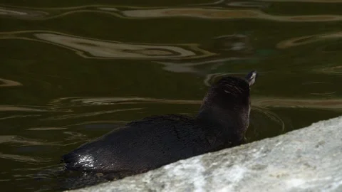 Close up of a Humboldt penguin Stock Footage 271207238