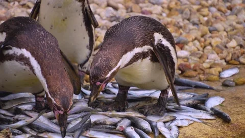 Close up of Humboldt penguins Stock Footage 254230076