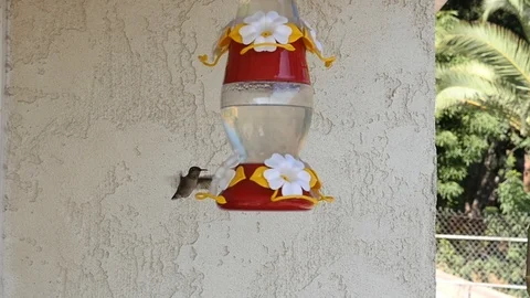 Close up of humming bird drinking out of feeder. Stock Footage 126412713