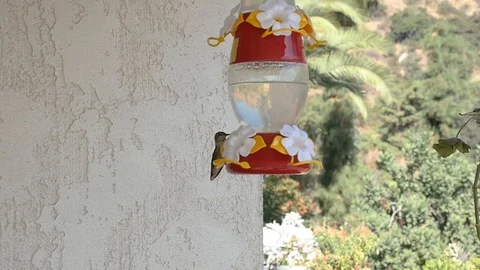 Close up of humming bird drinking out of feeder. Video stock 126412873