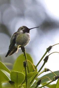 Close up of humming bird on thin tree branch Stock-Fotos