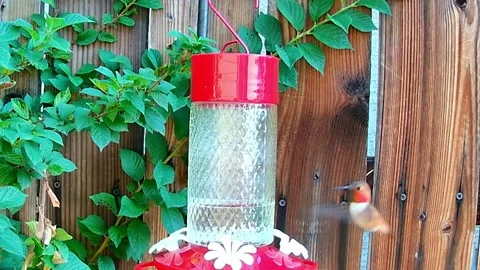 Close-up of a hummingbird at a feeder. Stock Footage 340234210