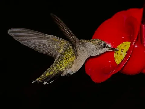 Close up of hummingbird at feeder Stock Photos