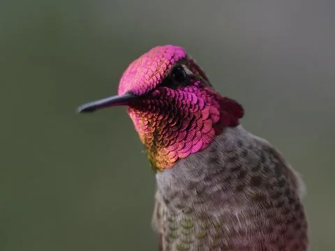 Close Up of Hummingbird Gorget Stock Photos
