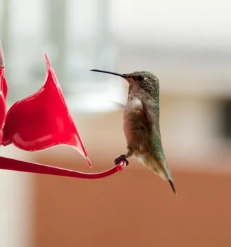 Close up,  Hummingbird. Stock Photos