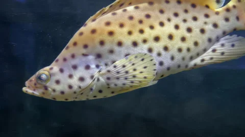 Close-up of a humpback grouper displaying its distinctive body shape Stock Footage 336314775