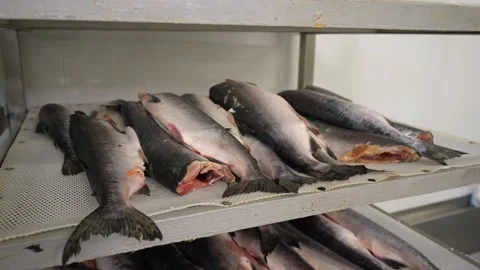 Close-up of humpback salmon fillet at the sorting stand in the fish workshop Video stock 204772965