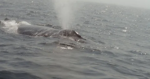 Close up of Humpback whale blowing 스톡 동영상 120655786