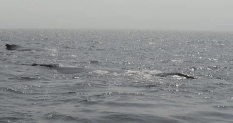 Close up of Humpback whale blowing Stock Footage 120655792