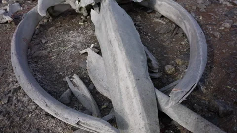 Close Up Of Humpback Whale Bones In Antarctica Video stock 337791232