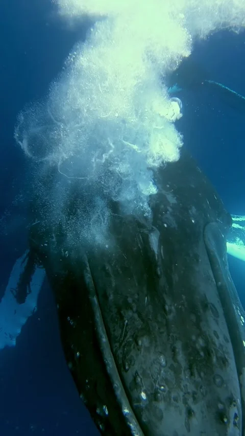 Up Close With Humpback Whale Bubble Net Feeding Near Alaska Coast Stock Footage 341061194