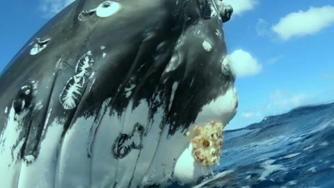 Up Close With a Humpback Whale During Its Pacific Ocean Journey Stock Footage 321016447