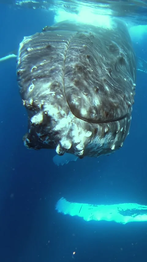 Up Close Humpback Whale Encounter in Clear Waters of the Pacific Ocean Stock Footage 341061380