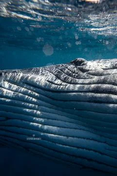 Close up humpback whale eye Stock Photos