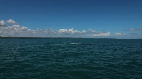 Close up of Humpback whale jumping, breaching from water in Dominican Republic. Stock-Footage 202017462