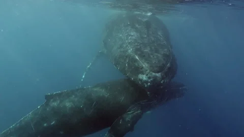 Close-up Humpback Whale Mother And Calf ... | Stock Video | Pond5