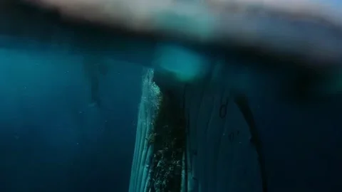 Up Close With Humpback Whale in Pristine Waters of Tonga Stock-Footage 321016531