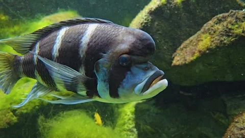 A Close up of a Humphead cichlid fish  Stock Footage 245055298