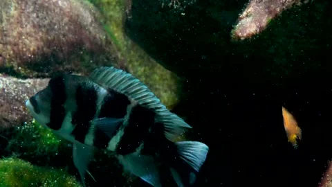Close up of a humphead cichlid fish  Video stock 267481790