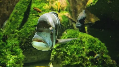 Close up of a Humphead cichlid fish resting Stock Footage 294335592