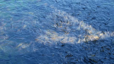 Close Up Of Hundreds Of Fish Swimming In Blue Lake Water 4K Stock Footage 346366667