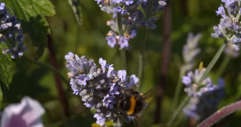 Close-up on Hungry Bumblebee Stock Footage 113150059
