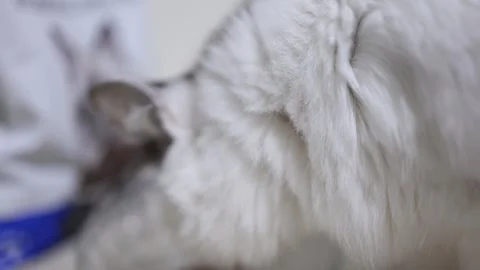 Close-up of a Hungry Cat Devouring Tinned Fish in Natural Setting Video stock 333527455