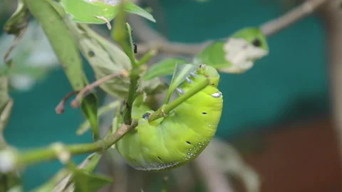 Close-up of hungry caterpillar eating a leaf on a decimated garden plant 库存影片 159610582