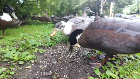 Close-up of hungry ducks feeding on seeds Stock Footage 330200667