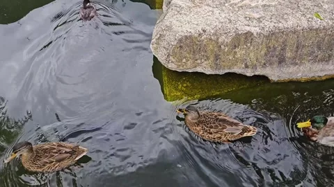 Close up of hungry ducks swimming  Stock Footage 296840787