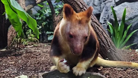 Close up of a hungry goodfella tree kangaroo eating Stock Footage 296493515