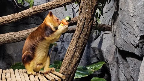 Close up of a hungry goodfella tree kangaroo eating Stock Footage 296496222