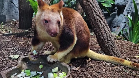 Close up of a hungry goodfella tree Kangaroo eating Stock Footage 296549147