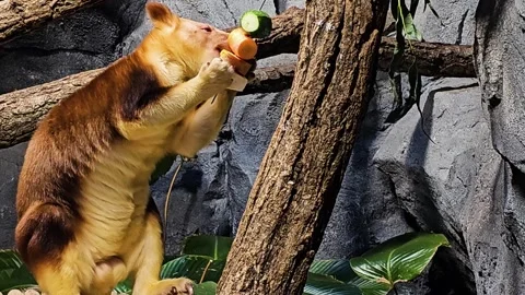 Close up of a hungry goodfella tree Kangaroo eating Stock Footage 296549814