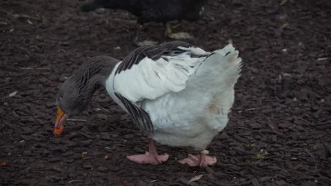 Close up of hungry goos Stock Footage 291697016