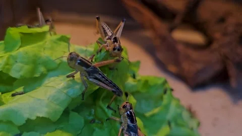 Close up of hungry grasshoppers  Stock Footage 295036310
