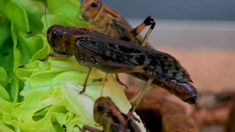 Close up of hungry grasshoppers  Stock-Footage 297545449