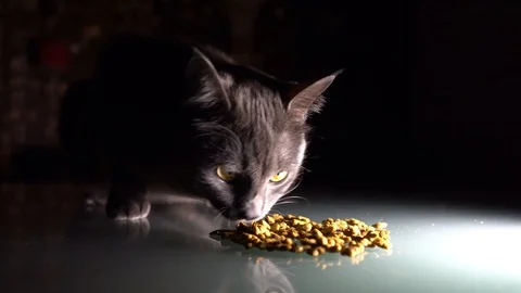 Close up. Hungry Grey Cat Eat Dry Food. 4K Stock Footage 104774954