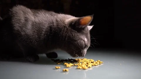 Close up. Hungry Grey Cat Eat Dry Food. 4K 库存影片 104774999