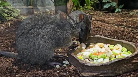 Close up of hungry Kangaroo rats Stock Footage 296549707