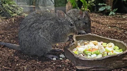 Close up of hungry Kangaroo rats  Stock Footage 296554076